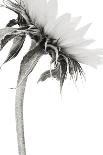 Sunflower Noir - Edge-James Guilliam-Giclee Print