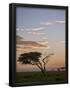 Essential Black