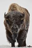 Bison (Bison Bison) Bull Covered with Frost in the Winter-James Hager-Framed Stretched Canvas