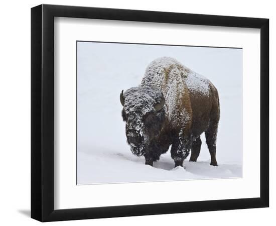 Premium Photographic Print, , large