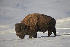 Bison (Bison Bison) Bull Covered with Frost in the Winter-James Hager-Photographic Print