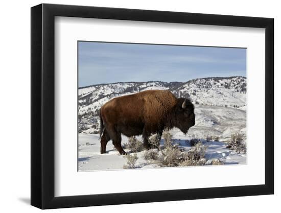 Premium Photographic Print, , large