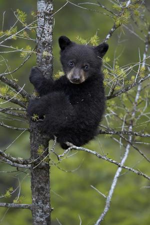 Black Bear (Ursus Americanus) Cub of the Year or Spring Cub in a Tree, Yellowstone National Park