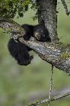 Black Bear (Ursus Americanus) Cub of the Year or Spring Cub, Yellowstone National Park, Wyoming-James Hager-Laminated Photographic Print