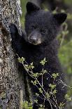 Black Bear (Ursus Americanus) Cub of the Year or Spring Cub, Yellowstone National Park, Wyoming-James Hager-Stretched Canvas