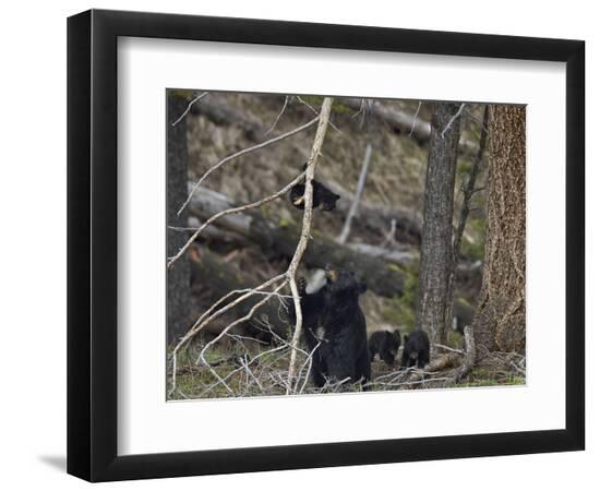 Premium Photographic Print, , large
