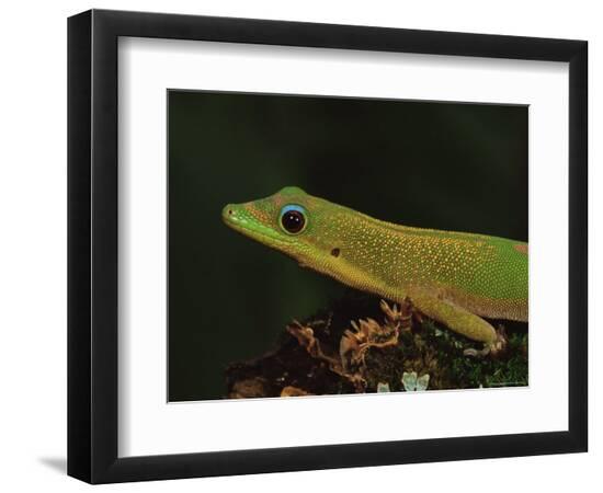 Premium Photographic Print, , large