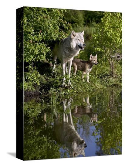 Stretched Canvas Print, , large