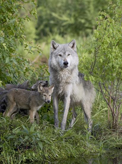 Photographic Print, , large