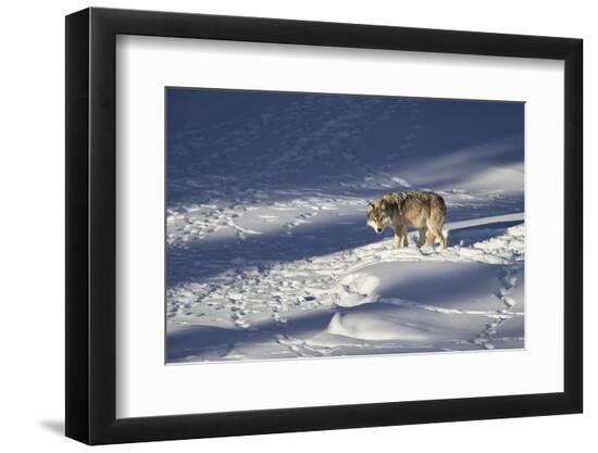 Premium Photographic Print, , large