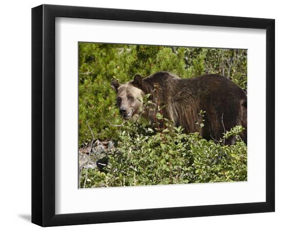 Premium Photographic Print, , large