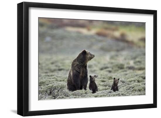 Premium Photographic Print, , large