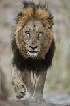 Cape Buffalo, Masai Mara National Reserve, Kenya, East Africa-James Hager-Photographic Print