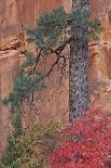 Mountain Goat Nanny and Kid, Mt Evans, Arapaho-Roosevelt Nat'l Forest, Colorado, USA-James Hager-Photographic Print