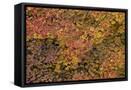 Framed Canvas