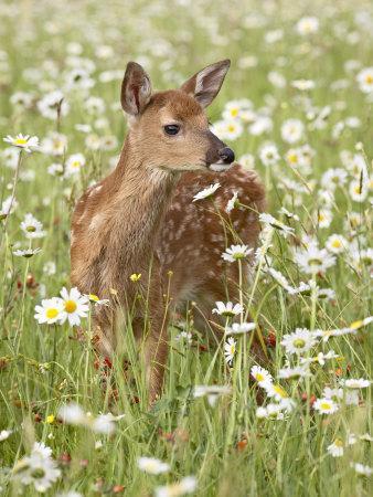 Whitetail Deer Fawn Among Oxeye Daisy, in Captivity, Sandstone, Minnesota, USA