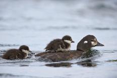 Harlequin Duck (Histrionicus Histrionicus) Duckling Riding on its Mother's Back-James-Photographic Print