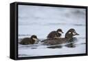 Framed Canvas