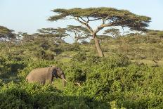 Adult Masai Giraffe Walks Through Green Shrubs and Acacia Trees-James Heupel-Photographic Print