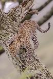 Leopard Trying to Descending Tree Trunk, Paws Spread Out for Balance-James Heupel-Photographic Print