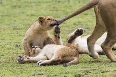 Lion Cub Bites the Tail of Lioness, Ngorongoro, Tanzania-James Heupel-Photographic Print