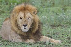 Two Lion Cubs Play, Ngorongoro, Tanzania-James Heupel-Photographic Print