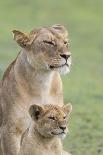 Lion Cub Bites the Tail of Lioness, Ngorongoro, Tanzania-James Heupel-Photographic Print