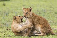 Two Lion Cubs Play, Ngorongoro, Tanzania-James Heupel-Photographic Print