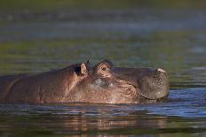 Hippopotamus (Hippopotamus Amphibius), Kruger National Park, South Africa, Africa-James-Photographic Print