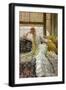 Black Frame