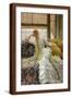Brown Frame