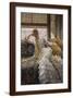 Brown Frame