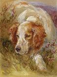 A Spaniel-James Jnr Hardy-Giclee Print