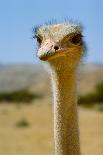 Close-Up of an Ostrich's Head, Long Neck. HAI BAR BIBLICAL WILDLIFE Reserve, Yotv..., 1980S (Photo)-James L Stanfield-Giclee Print