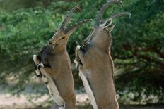 Close up of Two Ibexes Rearing during a Sparring Competition. HAI BAR BIBLICAL Wil..., 1980S (Photo-James L Stanfield-Giclee Print