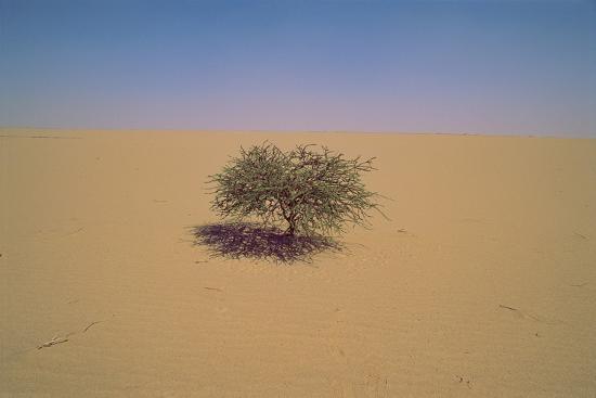 Isolated Tree in a Desert in Niger, Africa.Perhaps Arbre Du Tenere or ...