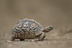 Leopard Tortoise (Geochelone Pardalis), Kruger National Park, South Africa, Africa-James-Photographic Print