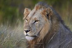 Lion (Panthera Leo), Kruger National Park, South Africa, Africa-James-Photographic Print
