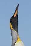 King Penguin (Aptenodytes patagonicus patagonicus) nominate subspecies, close-up of head-James Lowen-Photographic Print