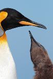 King Penguin (Aptenodytes patagonicus patagonicus) nominate subspecies, close-up of head-James Lowen-Photographic Print