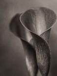 Bronze Calla Lily - 2-James M. Hunt-Photographic Print