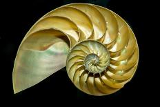 A Cutaway Nautilus Shell Demonstrates the Mysterious Geometric Growth Patterns known as the Golden-James Mattil-Stretched Canvas