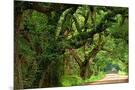 Wood Mount