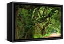 Canvas Black
