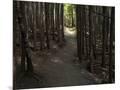 Wood Mount