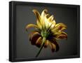 Essential Black