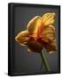 Essential Black