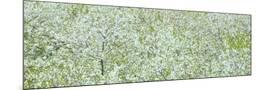 Wood Mount