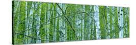 Stretched Canvas