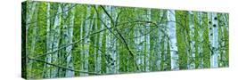 Stretched Canvas
